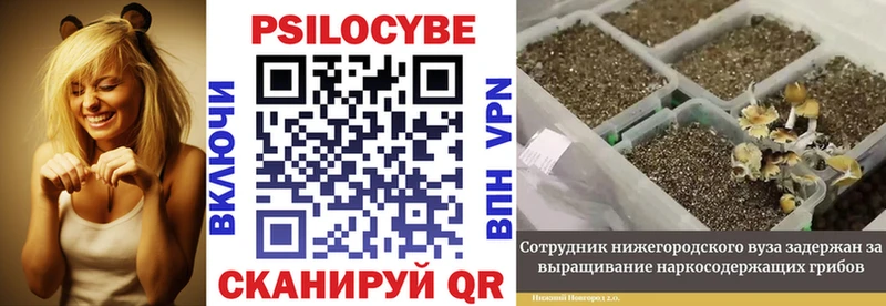 Купить закладки  Белокуриха  Галлюциногенные грибы прущие грибы 